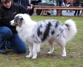 junior males EXC3 Ossequente Buffo