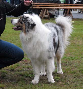 junior males EXC3 Ossequente Buffo1