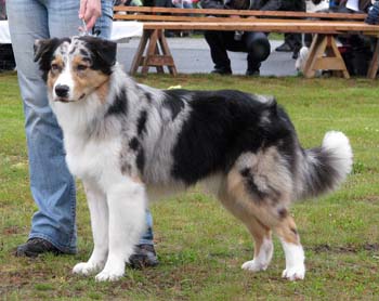 junior males EXC4 Drover's Excalibur