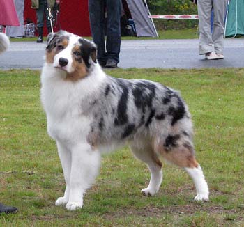 junior males VG Drover's Evrybodys Talkn1