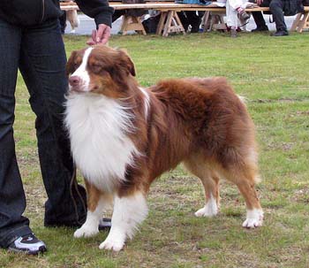 open males EXC1 3rd best male Watermark American Dream1