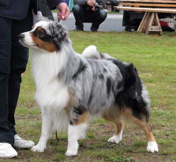 open males EXC3 CH Drover's Counting Sheep1