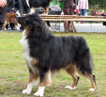 veteran males EXC1 BOS veteran CH Sentikki Blackjack