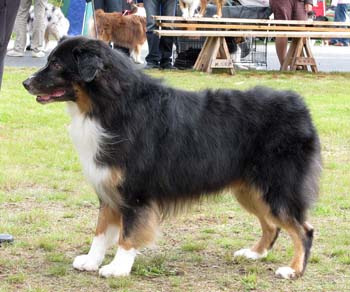 veteran males EXC1 BOS veteran CH Sentikki Blackjack1