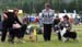 BOS veteran CH Sentikki Blackjack and BOB veteran CH Mill Creek's American Pie