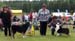 BOS veteran CH Sentikki Blackjack and BOB veteran CH Mill Creek's American Pie1