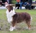 champion bitches VG4 Hazelmoor Lookalike Lily2
