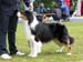 champion males EXC1 2nd best male CH Drover's Bath'n Brushed