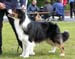 champion males EXC1 2nd best male CH Drover's Bath'n Brushed1
