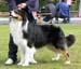 champion males EXC1 2nd best male CH Drover's Bath'n Brushed2