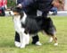 champion males EXC1 2nd best male CH Drover's Bath'n Brushed3