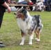 champion males EXC2 CH Glenhouse's Grizzly Bear2
