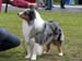 champion males EXC3 CH Drover's Attent'n Please1