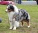 champion males EXC3 CH Drover's Attent'n Please2