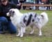junior males EXC3 Ossequente Buffo