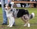 junior males EXC4 Drover's Excalibur