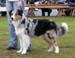 junior males EXC4 Drover's Excalibur1