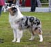 junior males VG Drover's Evrybodys Talkn