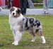 junior males VG Drover's Evrybodys Talkn1