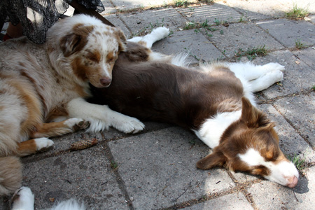 August 1st - Thyra and Kielo having a nap