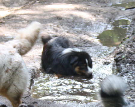 July 7th - Hjördis cooling herself in a mudpad