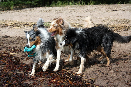 July 7th - beach party at Störsvik