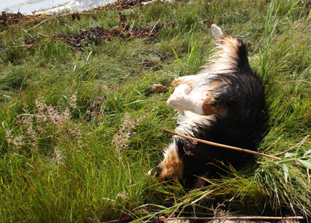 July 7th - getting dry after a swim1