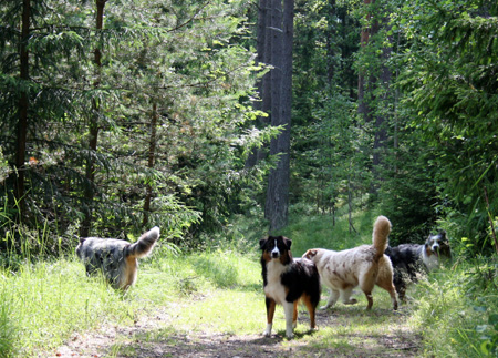 July 7th - the forest road to the beach at Störsvik