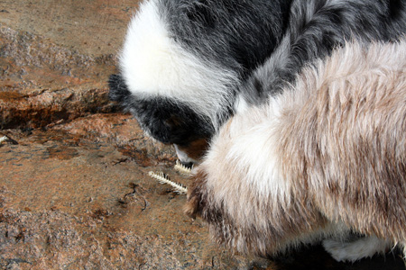 July 7th - what is left of a fish was found on the rocks. Thyra and Gösta sniffing the fish
