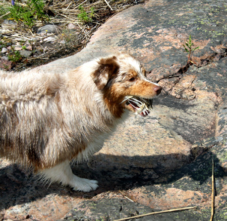 July 7th - what is left of a fish was found on the rocks. Thyra is not going to give it away in any reason