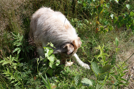 July 7th - what is left of a fish was found on the rocks. Thyra says yam-yam
