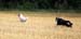 August 22nd - Thyra and Hjördis flying on top of the field