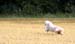 August 22nd - Thyra flying on top of the field
