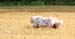 August 22nd - Thyra flying on top of the field1