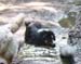 July 7th - Hjördis cooling herself in a mudpad