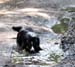 July 7th - Hjördis cooling herself in a mudpad1