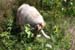 July 7th - what is left of a fish was found on the rocks. Thyra says yam-yam