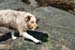July 7th - what is left of a fish was found on the rocks. Thyra was quick to take the treasure