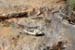 July 7th - what is left of a fish was found on the rocks