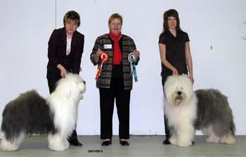 BOB INT CH Drover's Very Best and BOS INT CH Blockhead's Knockout