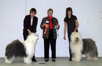 BOB INT CH Drover's Very Best and BOS INT CH Blockhead's Knockout1