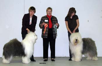 BOB INT CH Drover's Very Best and BOS INT CH Blockhead's Knockout2