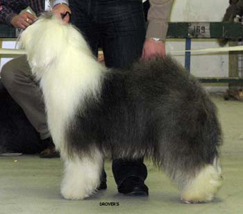 champion bitches EXC2 2nd best bitch res.CACIB Drover's Verbal Acrobat