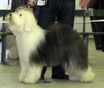 champion bitches EXC2 2nd best bitch res.CACIB Drover's Verbal Acrobat1