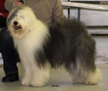 champion bitches EXC2 2nd best bitch res.CACIB Drover's Verbal Acrobat2