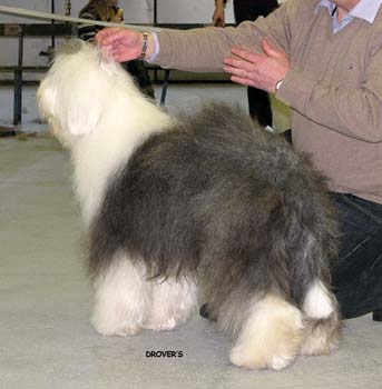 champion bitches EXC2 2nd best bitch res.CACIB Drover's Verbal Acrobat3