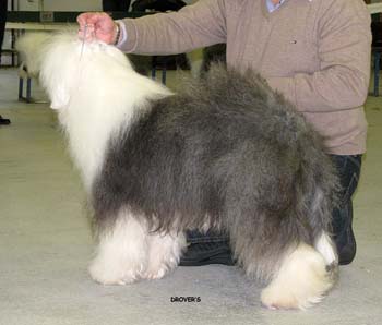 champion bitches EXC2 2nd best bitch res.CACIB Drover's Verbal Acrobat4