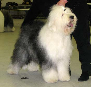 champion bitches EXC3 3rd best bitch Grey Coat's Jennifer Blue