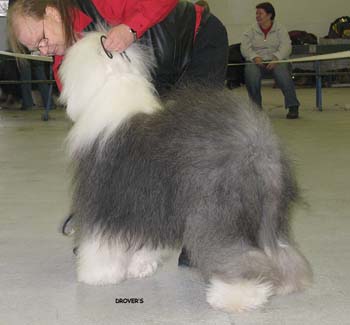 champion dogs EXC1 2nd best dog res.CACIB Furry Drifter's If Only Unique