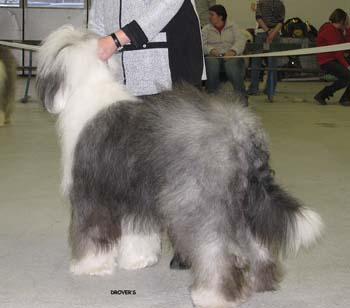 champion dogs VG2 Kö-Pi's 599 Happy Panda Leoff